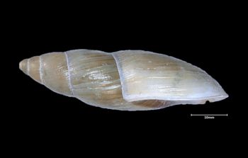 Media type: image;   Malacology 32448 Aspect: lateral